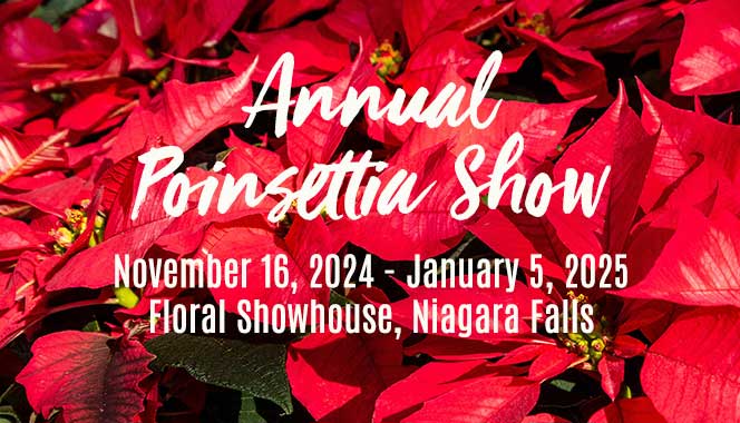 Experience the Annual Poinsettia Show at the Floral Showhouse