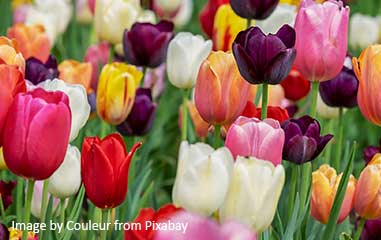 Hamilton’s Spring Tide Bulb Show: A Celebration of Nature’s Beauty