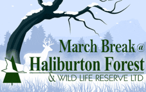 March Break 2025 at Haliburton Forest: Outdoor Adventure & Winter Fun